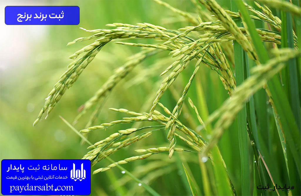 ثبت برند برنج ایرانی